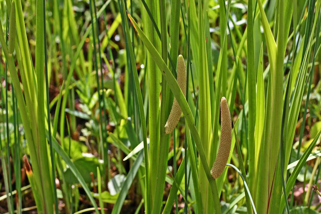 calamus grass for potency